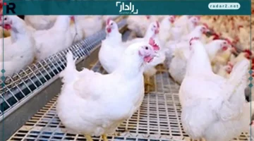 سعر الفراخ البيضاء يستقر في بورصة الدواجن اليوم الأربعاء